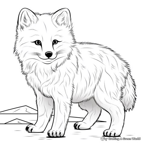 Arctic Fox Coloring Pages - Free & Printable!