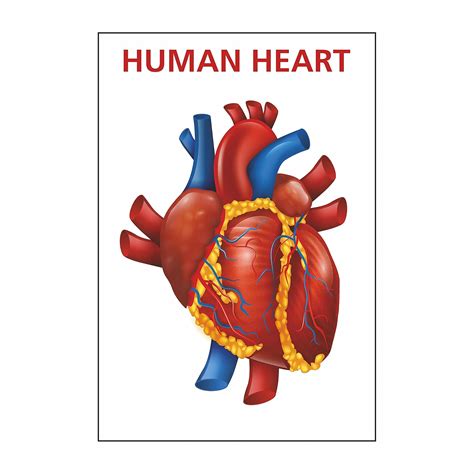 Anne Print Solutions® Human Heart Poster (Without Frame) for Hospital ...