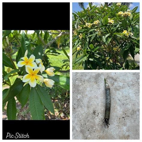 Plumeria Cutting 6"-10" White Yellow Rooted Bare Root (No Ship to CA ...