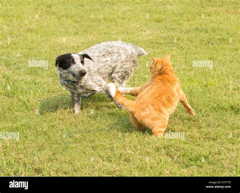Cat And Dog Chasing