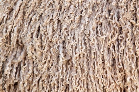 Image result for Angora Goat Wool
