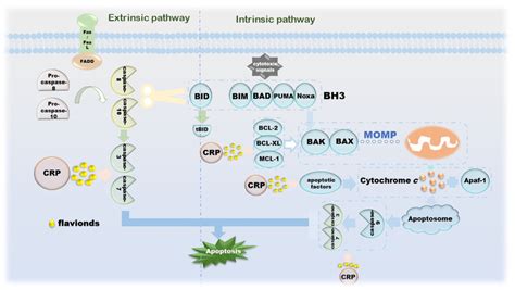 Mechanism of Citri Reticulatae Pericarpium as an Anticancer Agent from ...