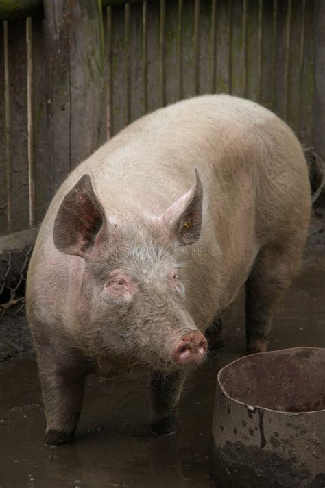 Big Dirty Pig Climbed into the Feeder and Rested There. Stock Image ...