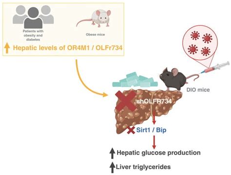 Nutrients | Special Issue : Dietary Patterns, Lipid Metabolism and ...
