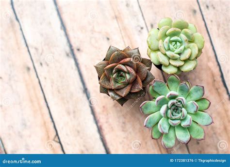 Three Tiny Succulent Plants Grouped Together Stock Photo - Image of ...