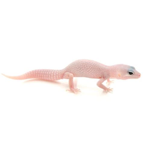 LEOPARD GECKOS Blizzard Leopard Gecko from ReptMart.com