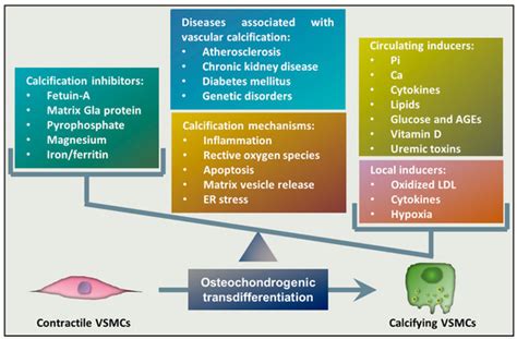 Regulation of Vascular Calcification by Reactive Oxygen Species