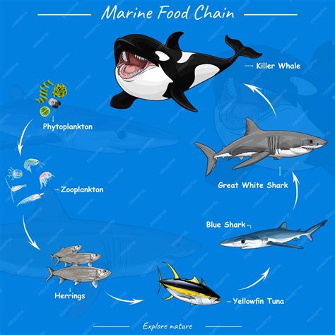 Food Chain Tag Food Chain Food Chain Activities Science Food Chains/different Types Of ...