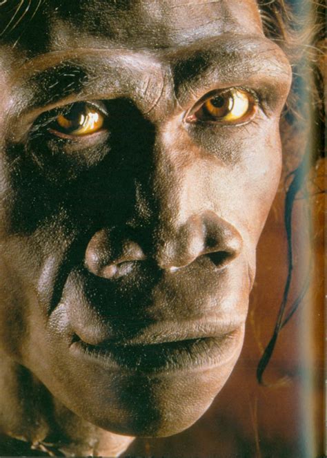 Homo Erectus Face