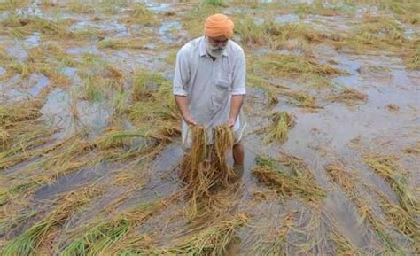 Farm losses: Heavy rains destroy paddy, cotton crops in Punjab, Haryana ...