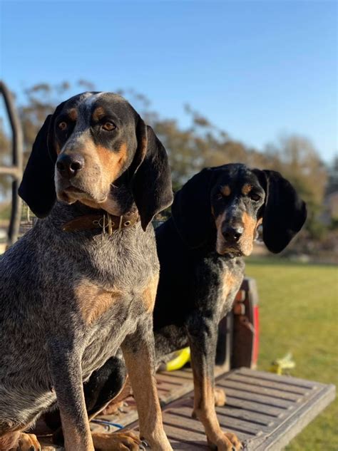 Double Barrel Blues in California | Bluetick Coonhound and French ...