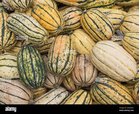 Harvest: Heap of US American Delicata Squash, peanut squash, Cucurbita ...