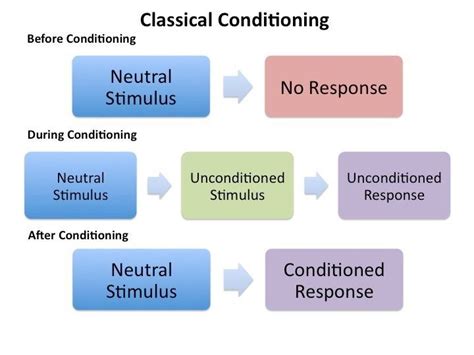 Classical Conditioning in Humans 的图像结果