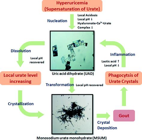 Understanding gout – CrystEngComm Blog