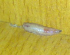 床上出现好多像蛆一样的白色虫子很小都是一毫米到两毫米左右！是什么虫子？？怎么处理_百度知道