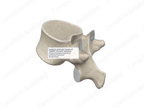 Superior Articular Facets of Twelfth Thoracic Vertebra | Complete Anatomy