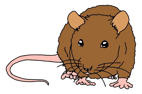 Image result for Mouse Animal Front View