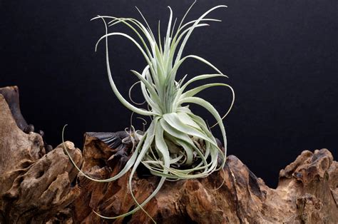 "Tillandsia Gardneri is a rare, soft, delicate, yet hardy air plant. I ...