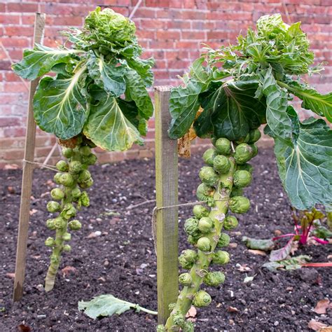 How To Grow Brussels Sprouts