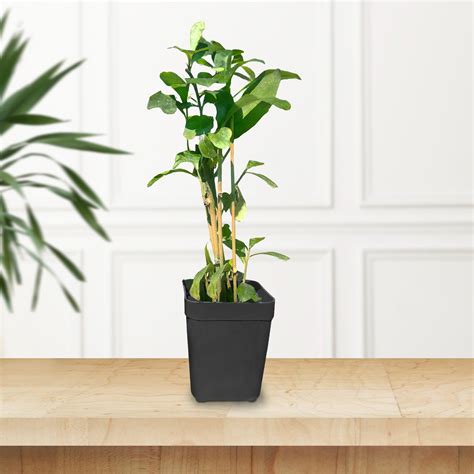 Curtain Creeper Live Plant (Parda Bel/Vernonia) – Fast-Growing Climber ...