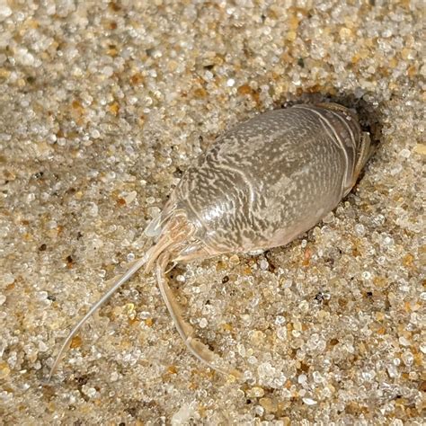 Sand Crab