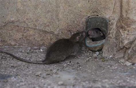 如果地球上的老鼠全部消失，对人类有什么影响吗？_腾讯新闻