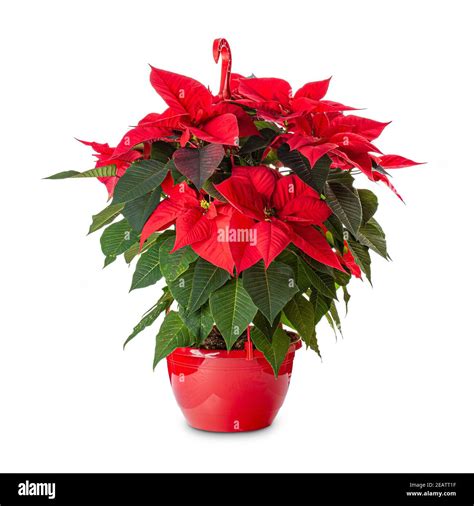 Red Christmas poinsettia flower Stock Photo - Alamy