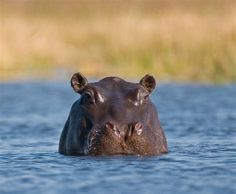 Image result for Hippo vs Python