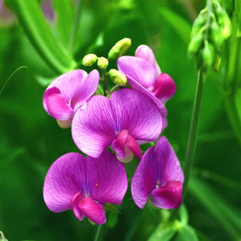 Buy Best Quality Sweet Peas Seeds Online - Organicbazar