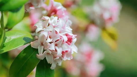 Does Daphne Need Ericaceous Compost? - Little Leafy