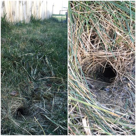 Backyard Neophyte Landscaping Blog: December 2015