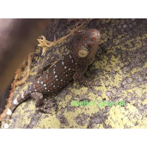 Геккон Токи малыш (Gekko gecko) — купить в интернет-магазине "Зооджунгли"