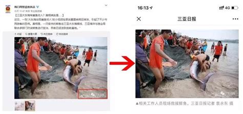 三亚“鲨鱼咬人”视频疯传引起游客恐慌 官方辟谣_凤凰网资讯_凤凰网