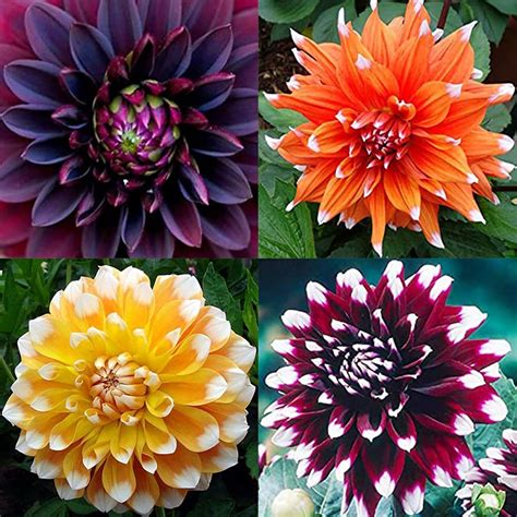 Are Dinner Plate Dahlias Perennials at Phyllis Burlingame blog