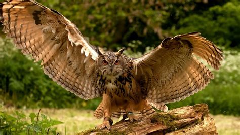 owl, wings, flapping Wallpaper, HD Animals 4K Wallpapers, Images and ...