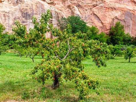 Indulge in the Exotic Delights: Sweeten Your Meals with Southwest Indian Fruits