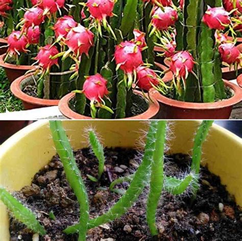 Growing Dragon Fruit from Cuttings, and Seed | Gardening Tips