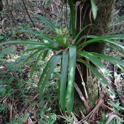 Guzmania lingulata