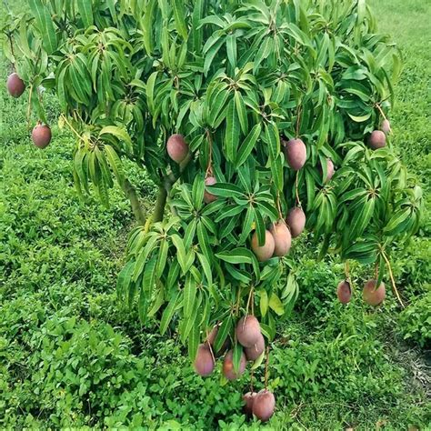 TAPOBON American Kent Mango Grafted Aam Fruit Plants & Tree(1.5-3 Feet ...
