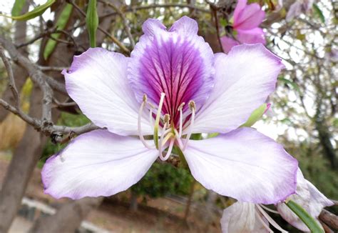 Cuidados completos del árbol orquídea (Bauhinia variegata): guía ...