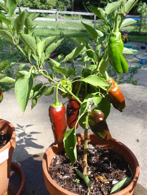 Bell Pepper Plant In Container at Andrew Chabrillan blog
