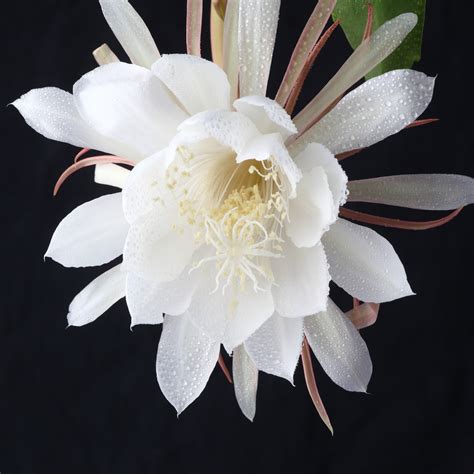 Epiphyllum Oxypetalum - Night Blooming Orchid Cactus – Easy To Grow Bulbs