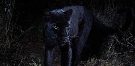 After Almost 100 Years, Black Leopard Documented in Africa - The Wire