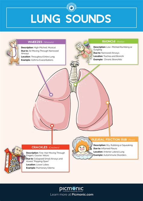 Use this guide to master the must-know lung sounds for nursing school ...