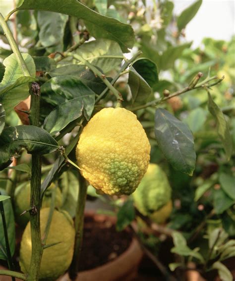 Image result for Full-Grown Lemon Tree
