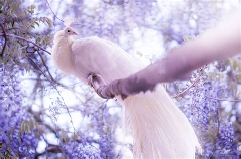 White Peacock Wallpaper,HD Birds Wallpapers,4k Wallpapers,Images ...