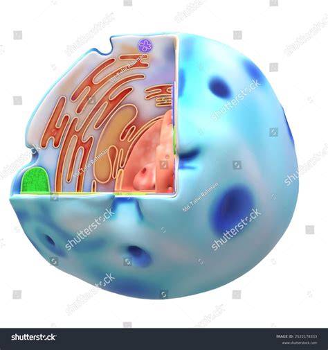 Cell Definition Types Functions Diagram Division Stock Illustration ...
