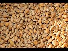 nourriture poules pondeuses nourriture des poules recette tr 232 s facile et 233 conomique nourriture poules pondeuses nourriture des poules recette tr 232 s facile et 233 conomique
