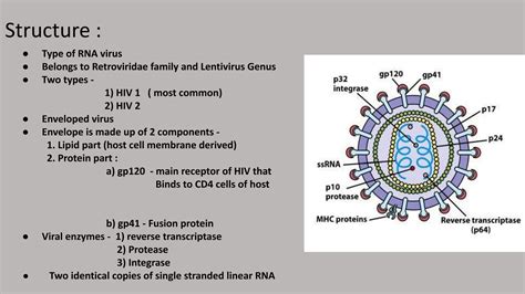 Genus Of Hiv