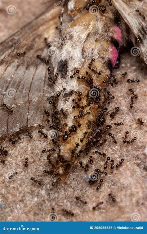 Big-headed Ants Eating a Dead Pink-spotted Hawk Moth Stock Image ...